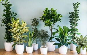 راه اندازی فروشگاه اینترنتی گل و گیاه